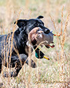 216_Griffey_025_G19spr_w